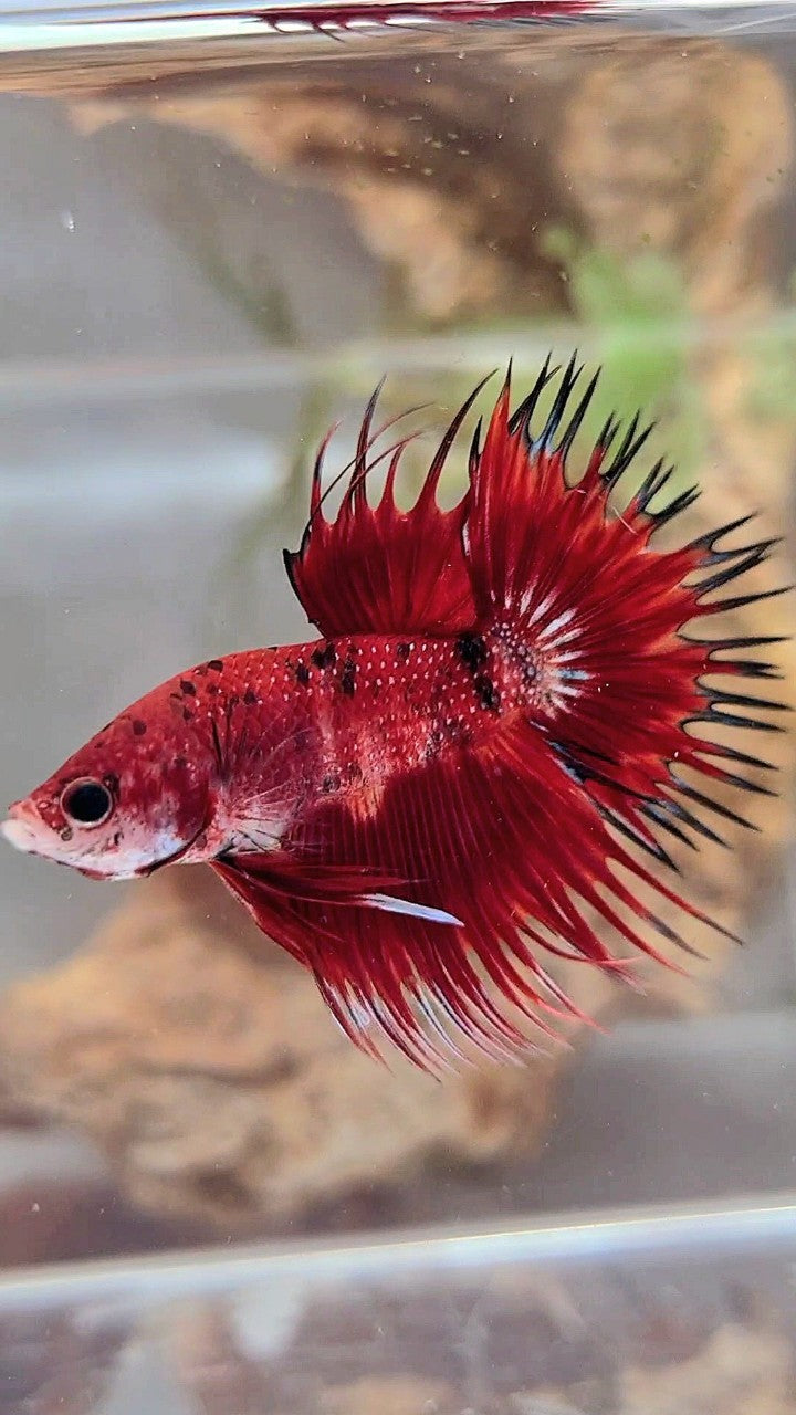 CROWNTAIL RED TIGER MULTICOLOR BETTA FISH
