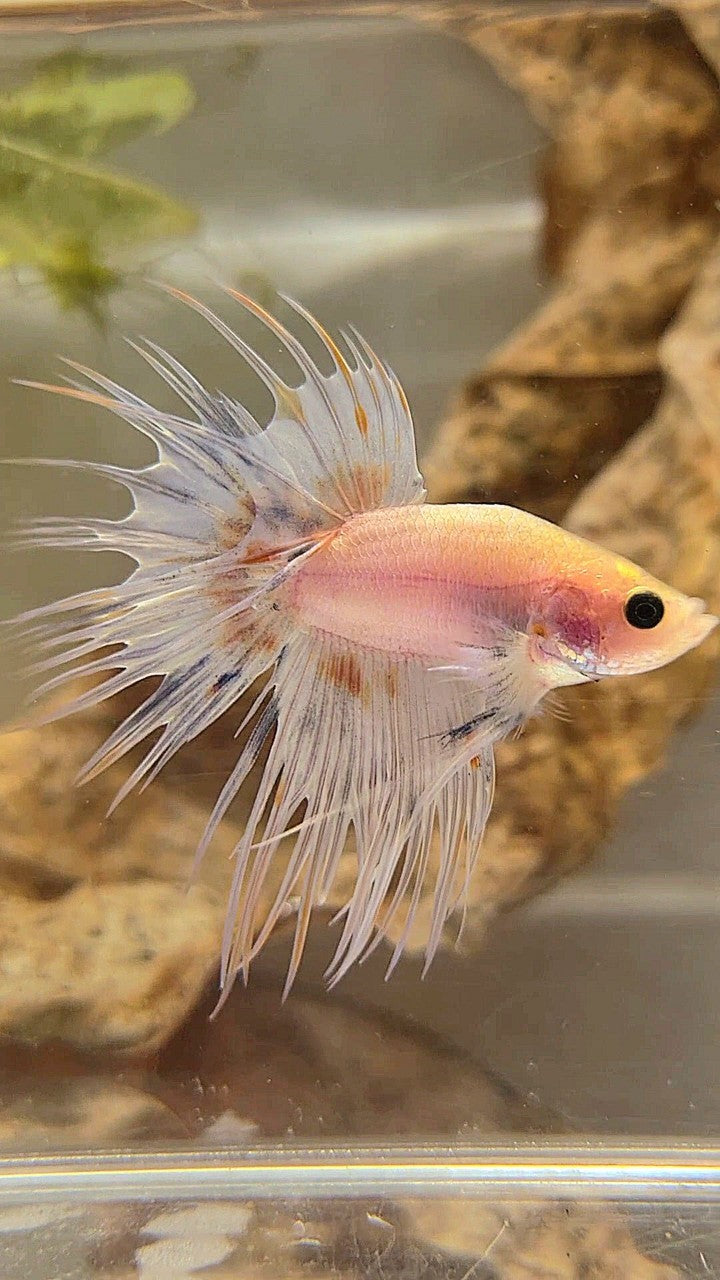 BONSAI CROWNTAIL WHITE YELLOW WASH BETTA FISH