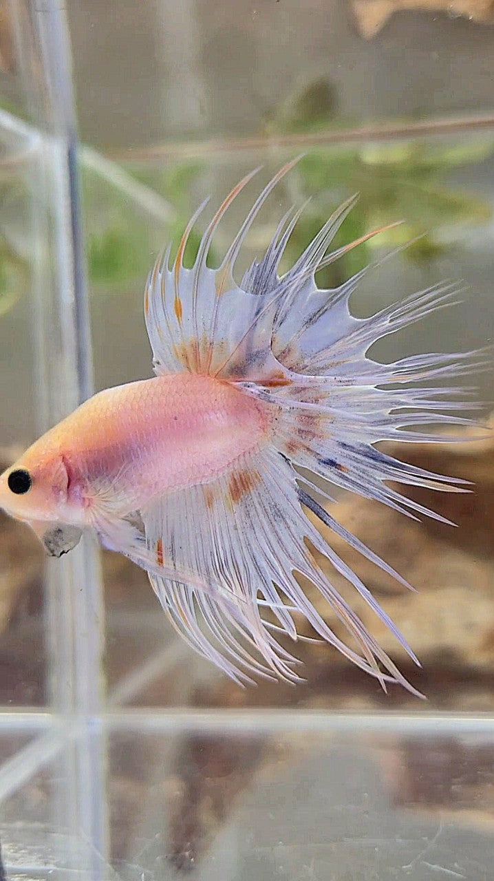 BONSAI CROWNTAIL WHITE YELLOW WASH BETTA FISH