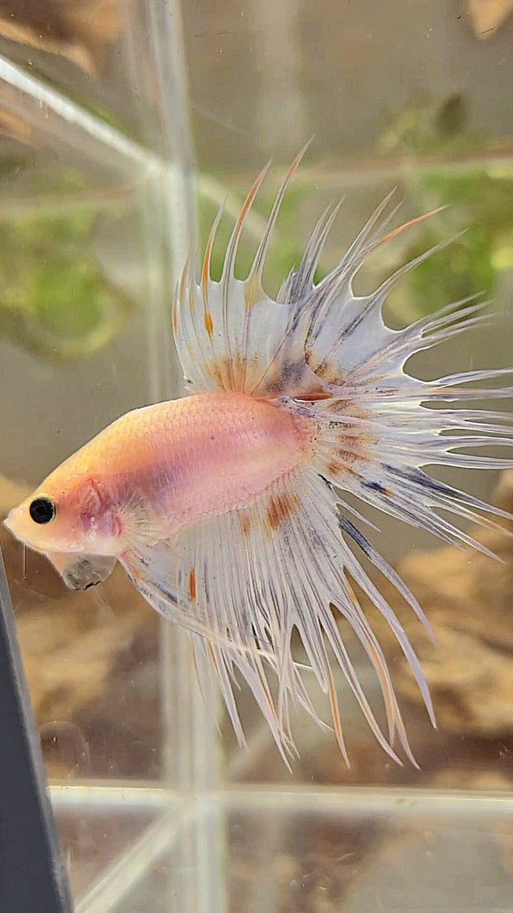 BONSAI CROWNTAIL WHITE YELLOW WASH BETTA FISH