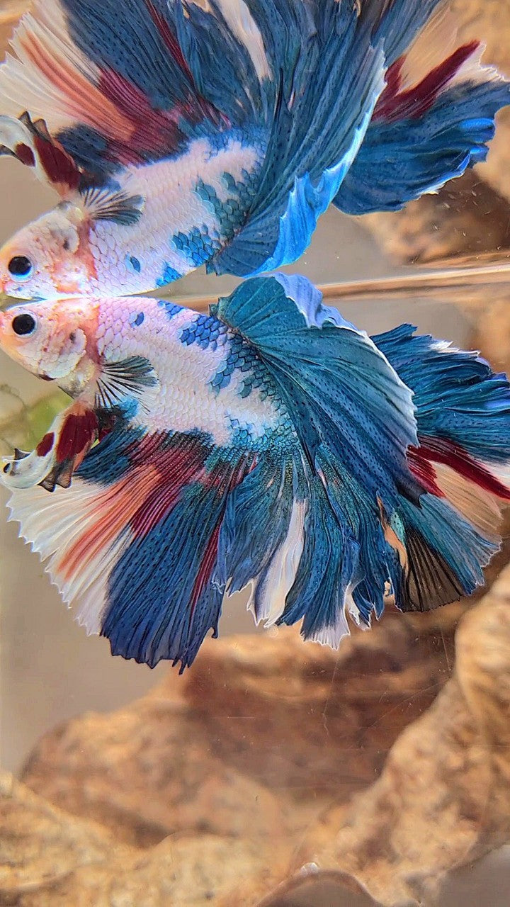 HALFMOON ROSETAIL BLAUER FANTASTISCHER MEHRFARBIGER BETTA-FISCH