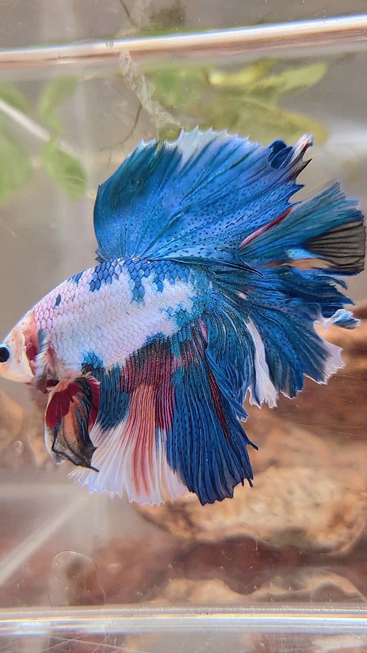 HALFMOON ROSETAIL BLAUER FANTASTISCHER MEHRFARBIGER BETTA-FISCH