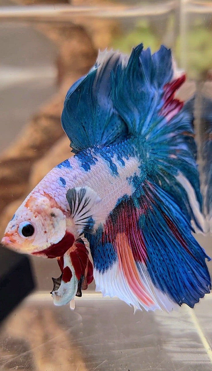 HALFMOON ROSETAIL BLUE FANCY MULTICOLOR BETTA FISH