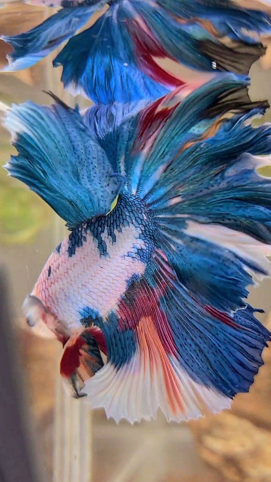 HALFMOON ROSETAIL BLAUER FANTASTISCHER MEHRFARBIGER BETTA-FISCH