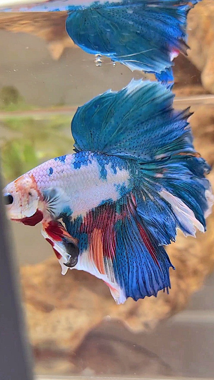 HALFMOON ROSETAIL BLAUER FANTASTISCHER MEHRFARBIGER BETTA-FISCH