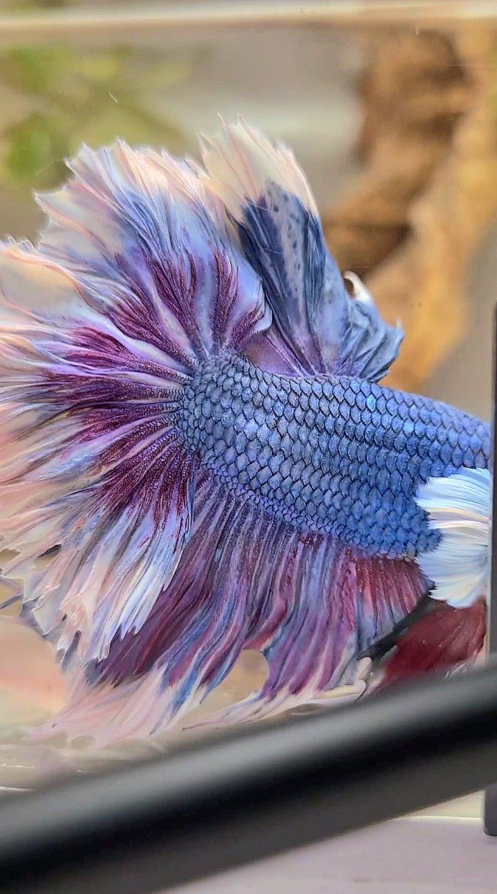 XXL HALFMOON FEATHER TAIL DUMBO EAR PURPLE BUTTERFLY BETTA FISH