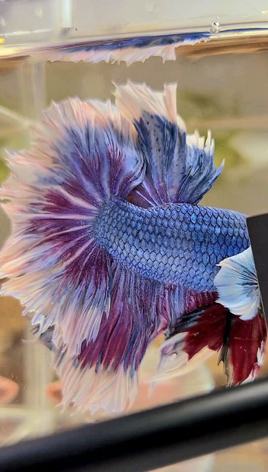 XXL HALFMOON FEATHER TAIL DUMBO EAR PURPLE BUTTERFLY BETTA FISH