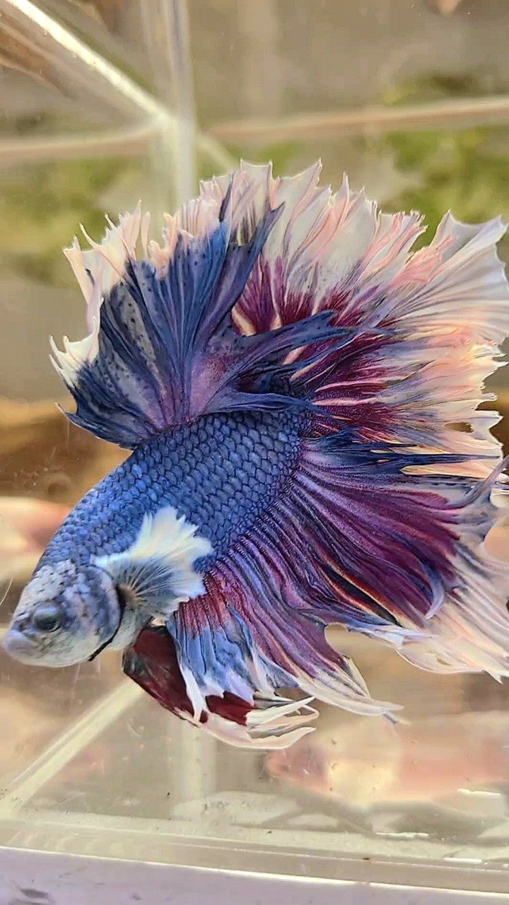 XXL HALFMOON FEATHER TAIL DUMBO EAR PURPLE BUTTERFLY BETTA FISH