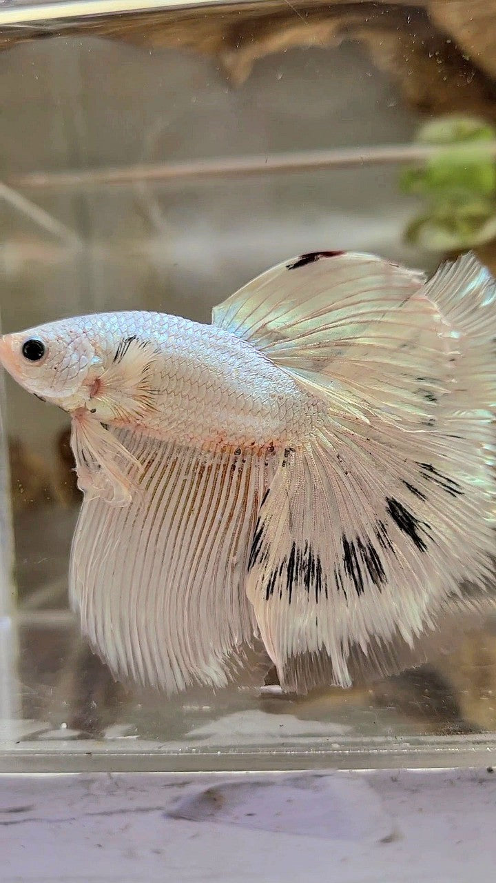 XL HALFMOON ROSETAIL WHITE BLACK WASH WHITE PLATINUM BETTA FISH