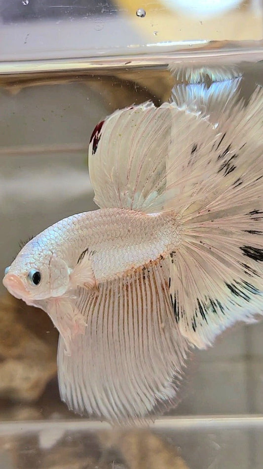 XL HALFMOON ROSETAIL WHITE BLACK WASH WHITE PLATINUM BETTA FISH
