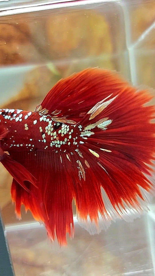 HALFMOON ROSETAIL RED GOLD GALAXY RGG BETTA FISH