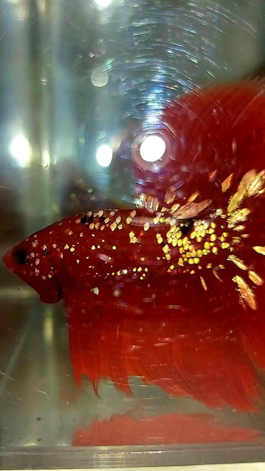 HALFMOON ROSETAIL RED GOLD GALAXY RGG BETTA FISH