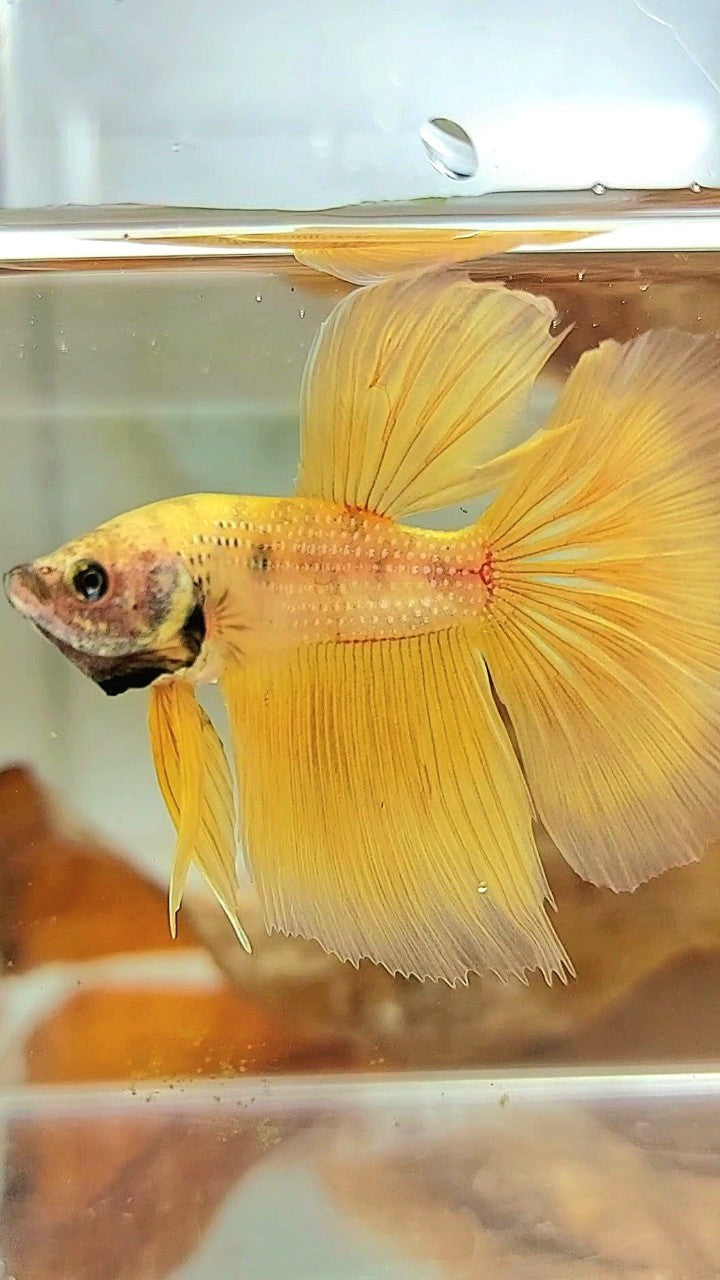 HALFMOON YELLOW BETTA FISH – Rare Betta Fish Store