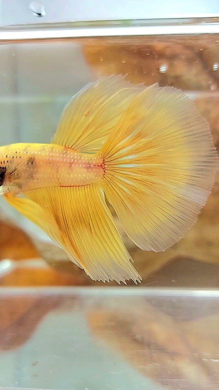 HALBMONDGELBER BETTA-FISCH