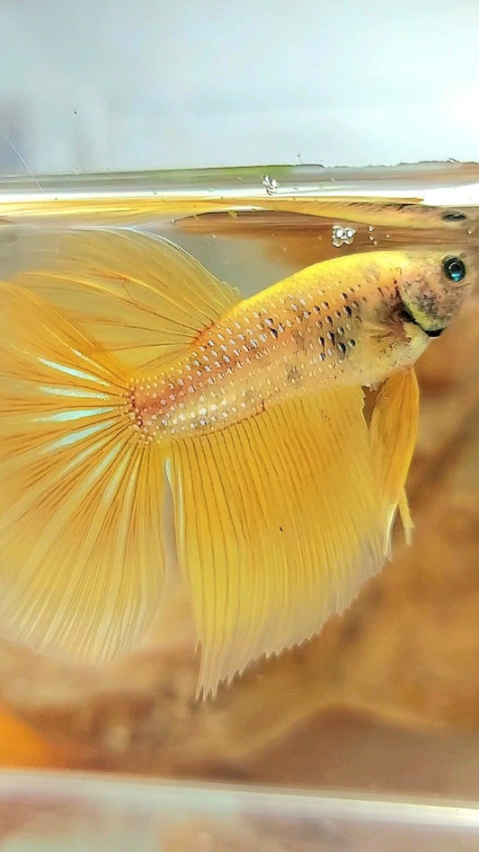 HALBMONDGELBER BETTA-FISCH