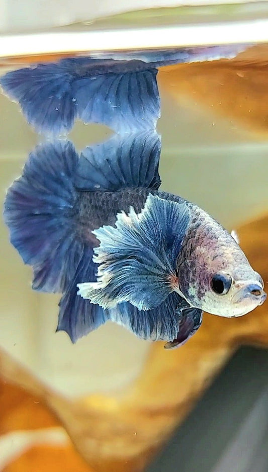 PLAKAT DUMBO OHR BLAUER GRIZZLE BETTA FISCH