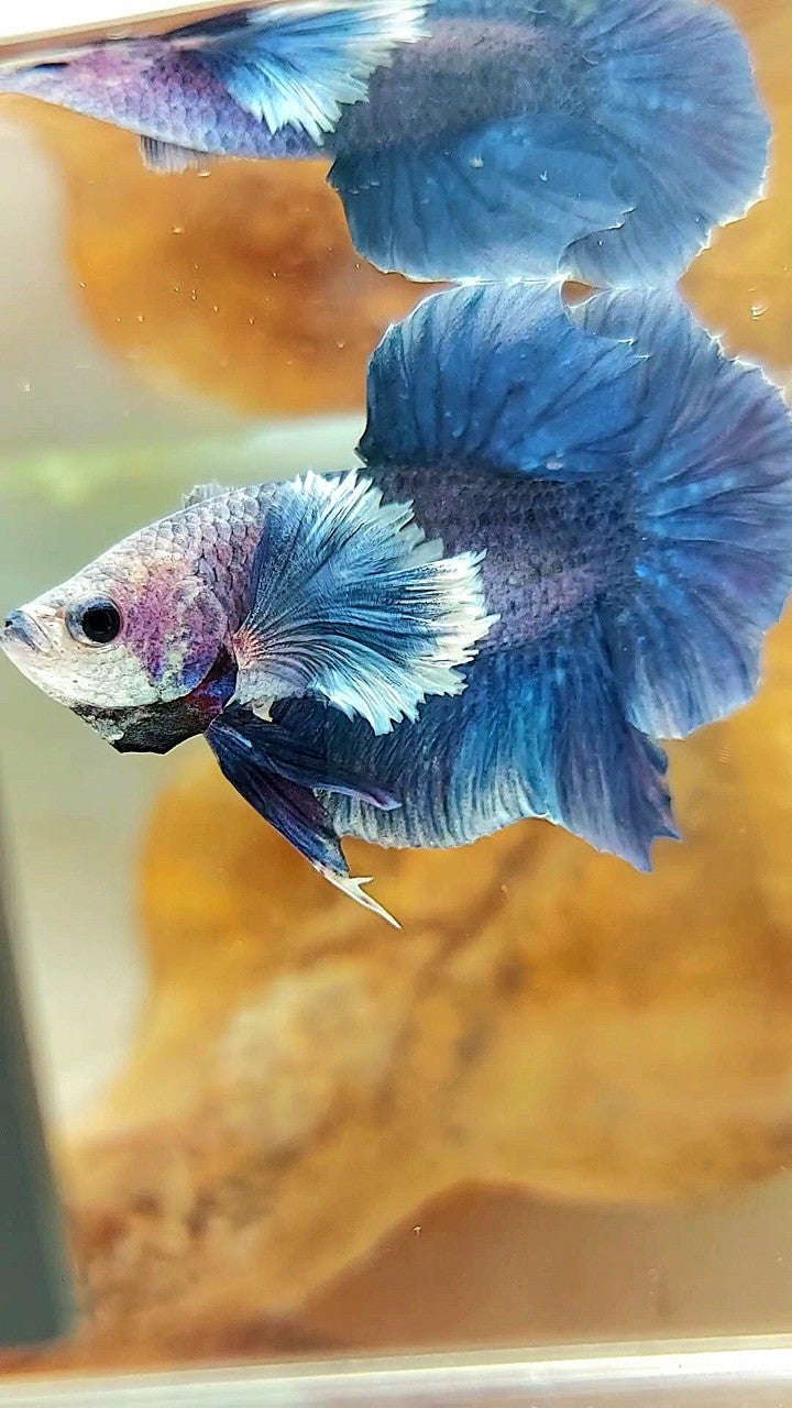 PLAKAT DUMBO OHR BLAUER GRIZZLE BETTA FISCH