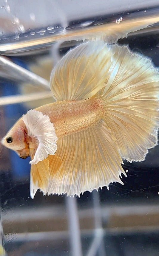 HALFMOON DUMBO EAR GOLD SOFT BETTA FISH