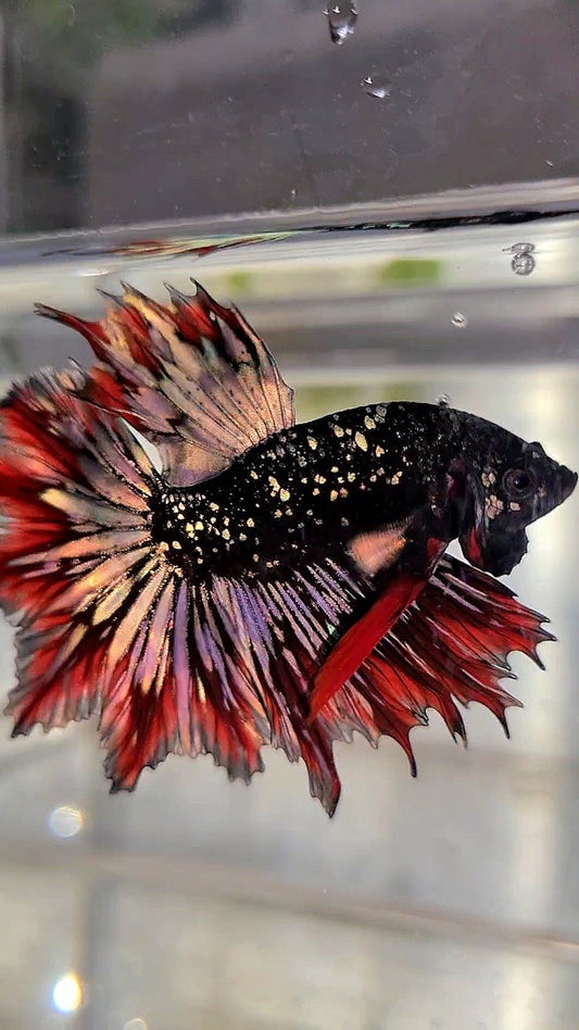 LUXURY HALFMOON FEATHER TAIL BLACK STAR GALAXY AVATAR COPPER GOLD RED PATTERN BETTA FISH