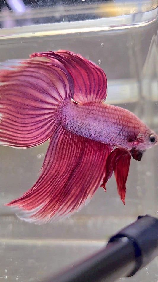 XL VEILTAIL SUPER PINK PURPLE BETTA FISH