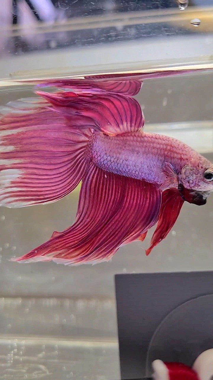 XL VEILTAIL SUPER PINK PURPLE BETTA FISH