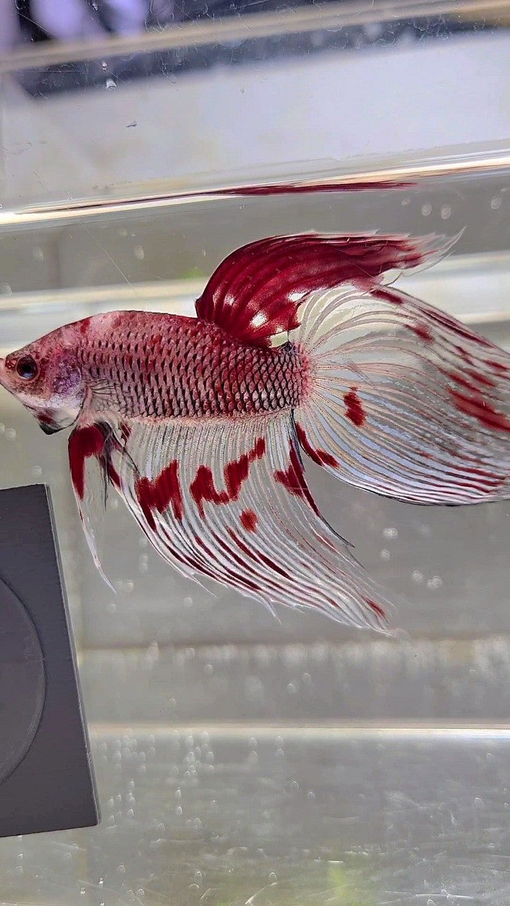 XL VEILTAIL AOC RED KOI SPLASH COLOR UNIQUE BETTA FISH