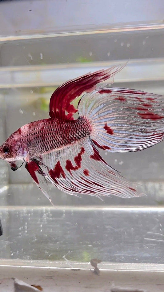 XL VEILTAIL AOC RED KOI SPLASH COLOR UNIQUE BETTA FISH