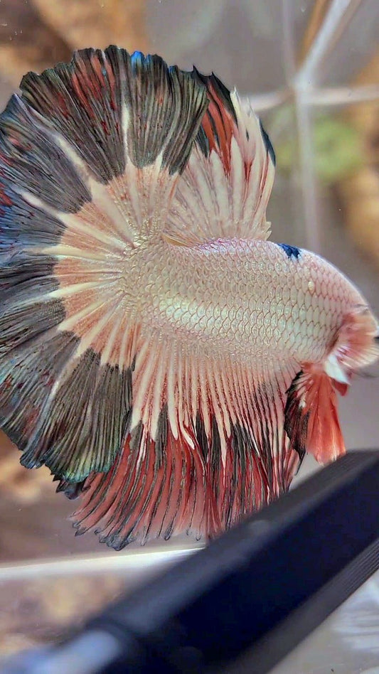 LUXURIÖSER HALFMOND-ROSENSCHWANZ-KUPFER-RIM FLAMINGGO-BETTA-FISCH