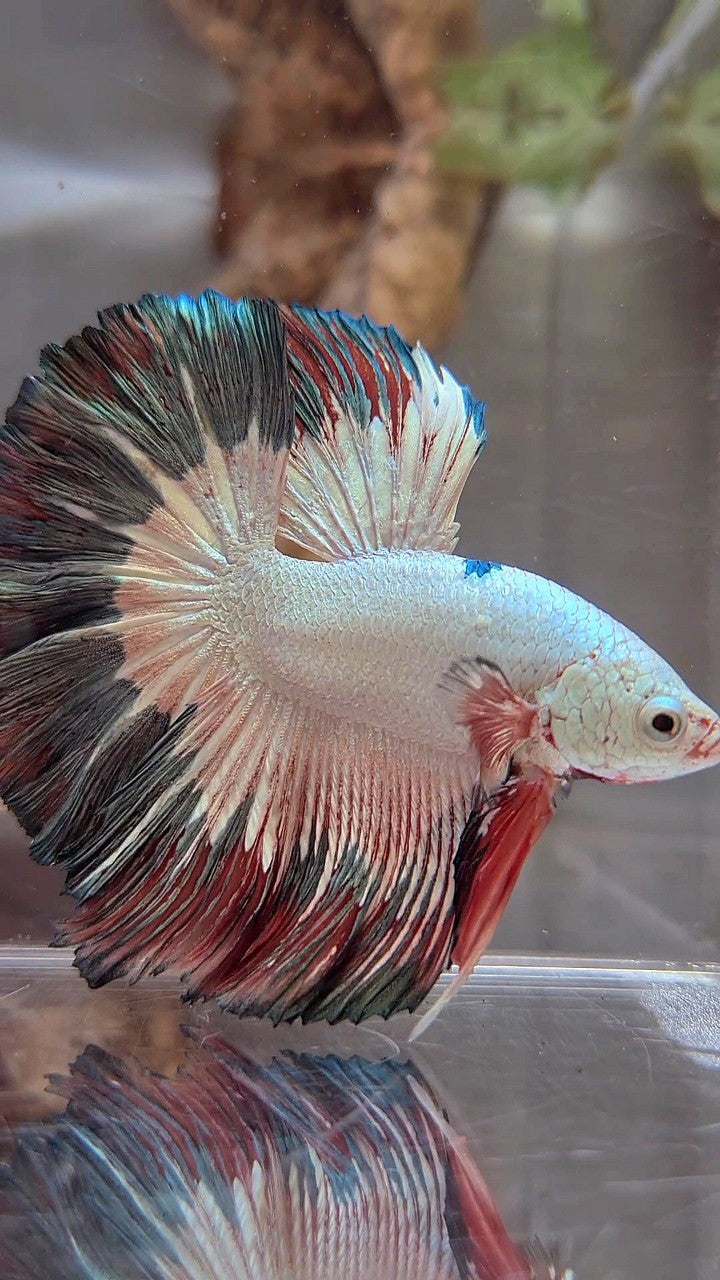 LUXURIÖSER HALFMOND-ROSENSCHWANZ-KUPFER-RIM FLAMINGGO-BETTA-FISCH