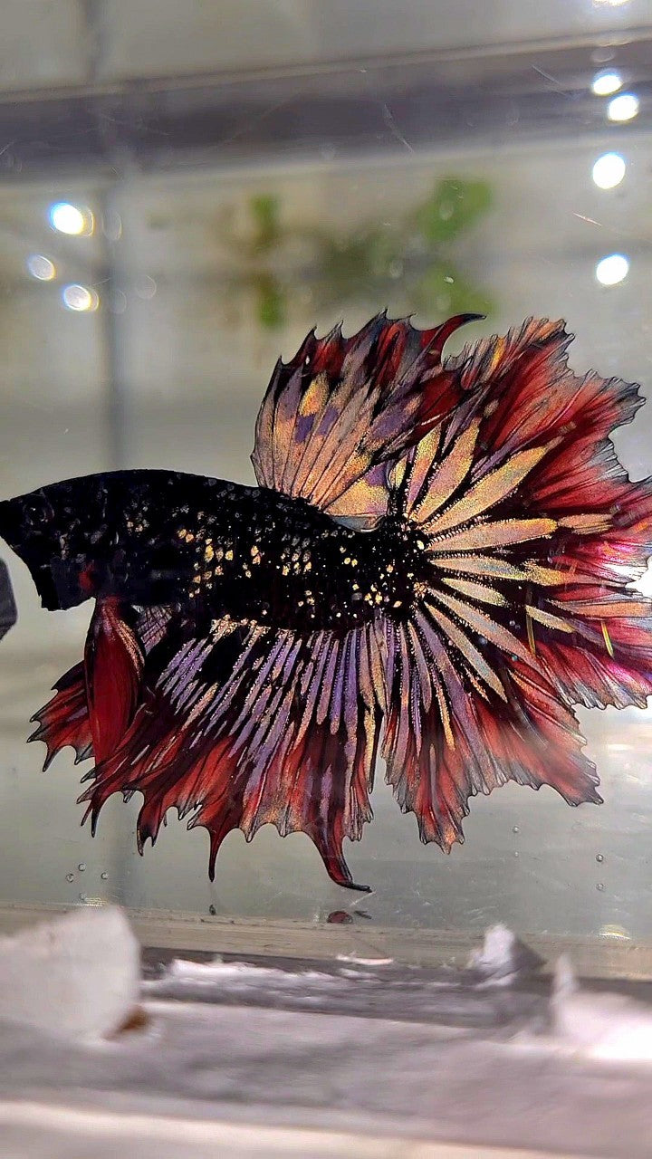 LUXURY HALFMOON FEATHER TAIL BLACK STAR GALAXY AVATAR COPPER GOLD RED PATTERN BETTA FISH
