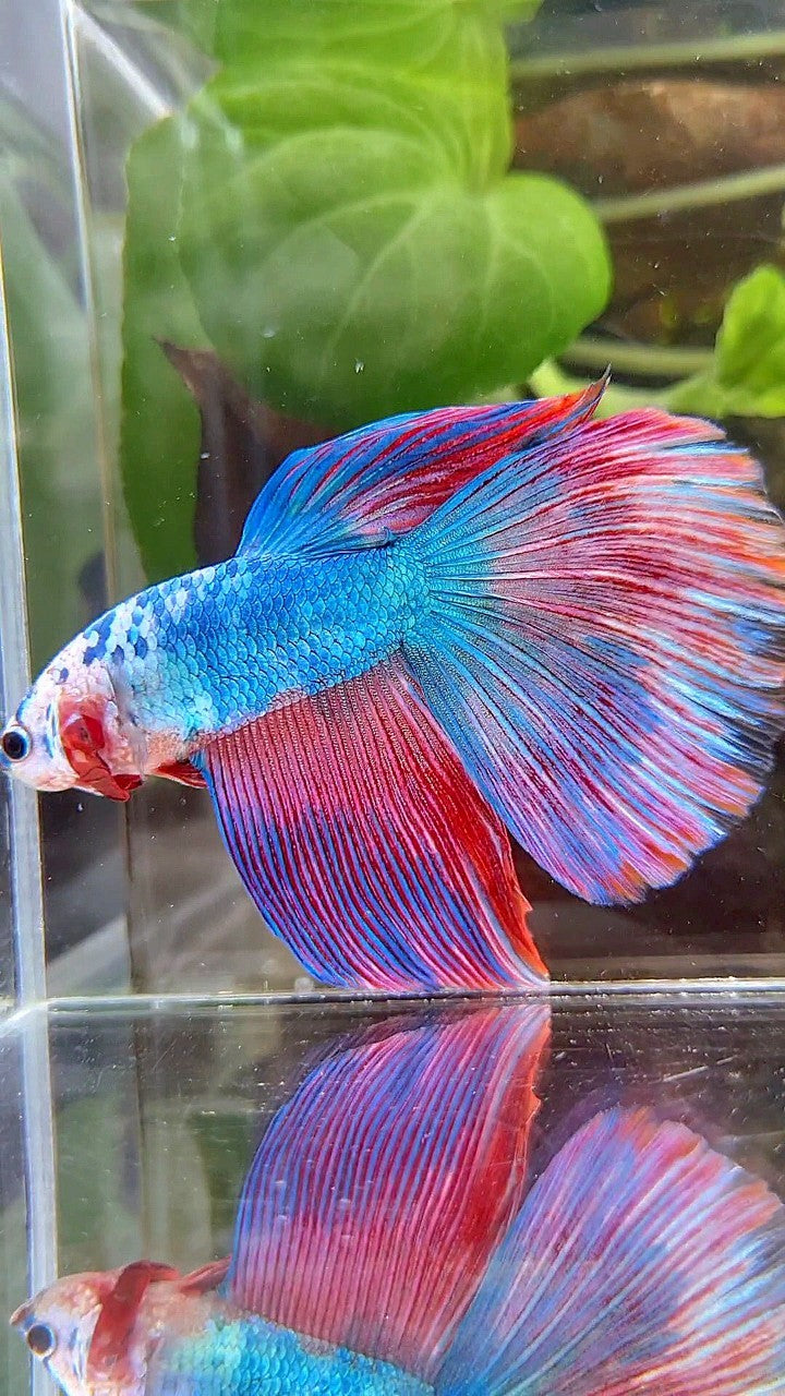 GIANT HALFMOON TOTAL 7,5CM+ BLUE PINK PURPLE FANCY MULTICOLOR BETTA FISH