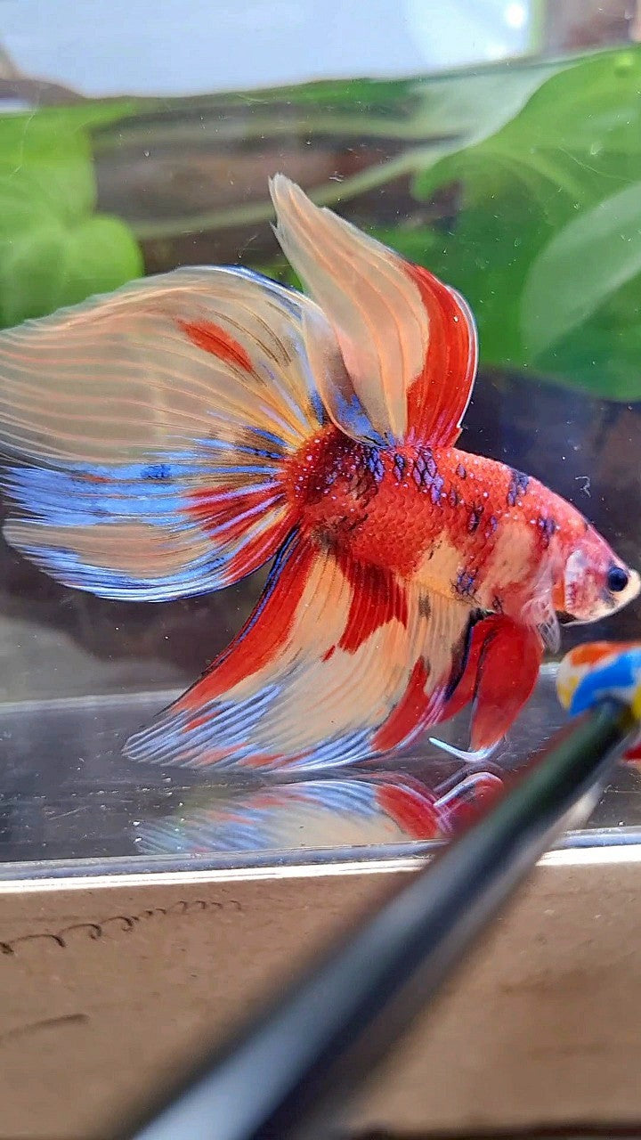 LUXURY GIANT VEILTAIL TOTAL 8CM+ ORANGE RED NEMO CLASSIC MULTICOLOR BETTA FISH