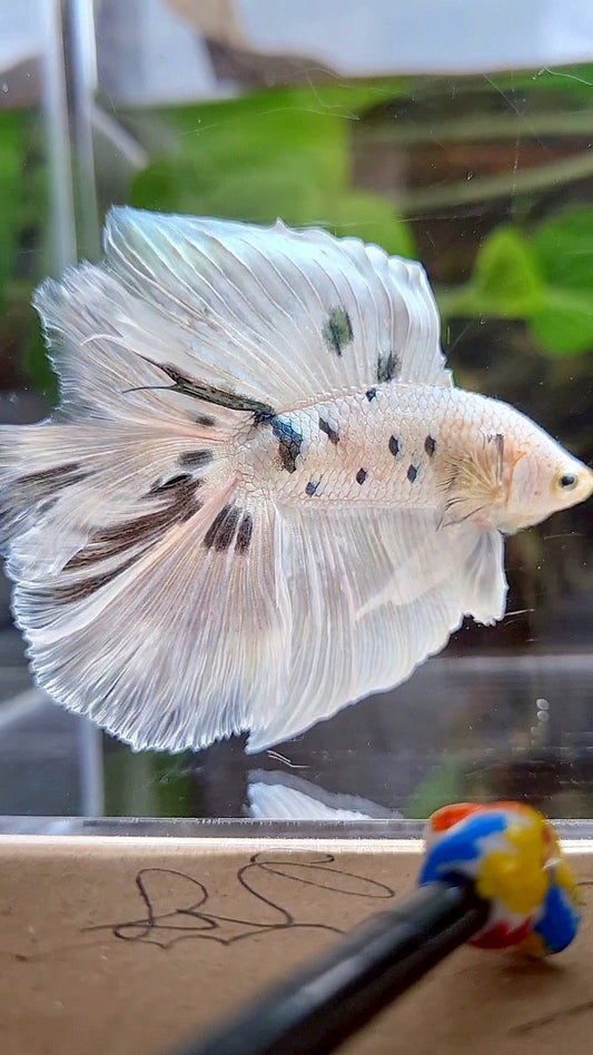 LUXURY HALFMOON OVER DOUBLE TAIL WHITE COPPER DOTS MARBLE PLATINUM BETTA FISH