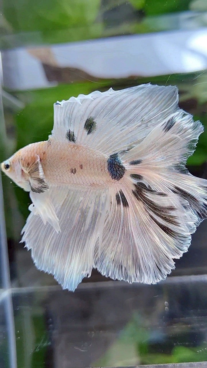 LUXURY HALFMOON OVER DOUBLE TAIL WHITE COPPER DOTS MARBLE PLATINUM BETTA FISH