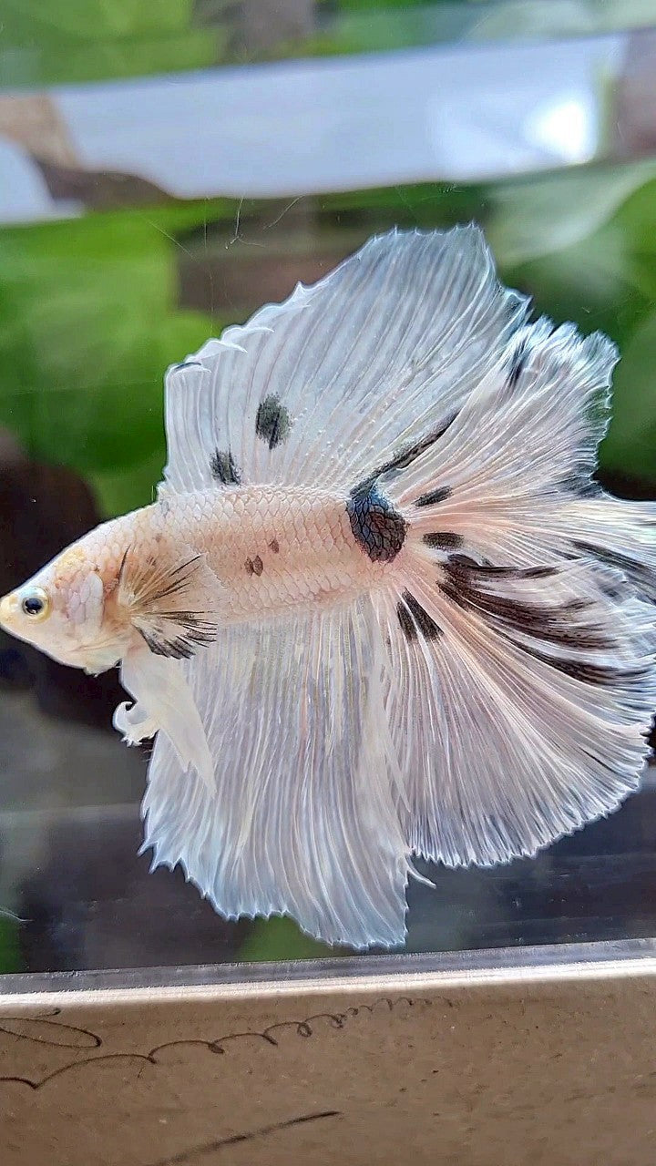 LUXURY HALFMOON OVER DOUBLE TAIL WHITE COPPER DOTS MARBLE PLATINUM BETTA FISH