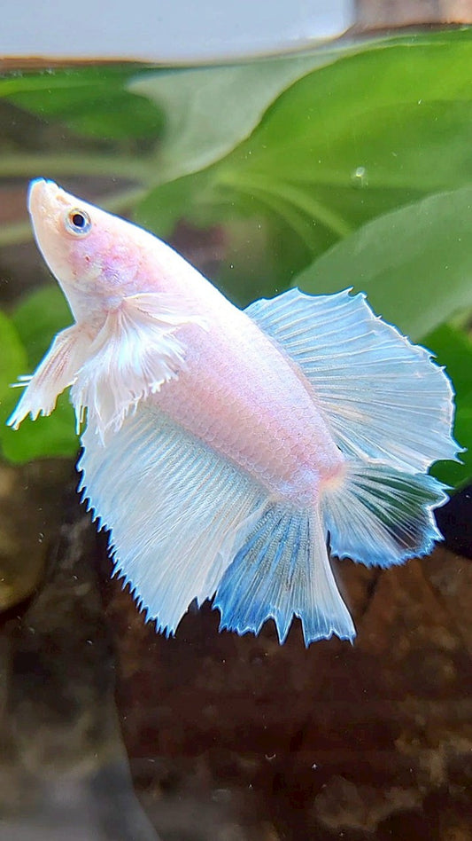 FEMALE HALFMOON DUMBO EAR DOUBLE TAIL WHITE UNICORN BETTA FISH
