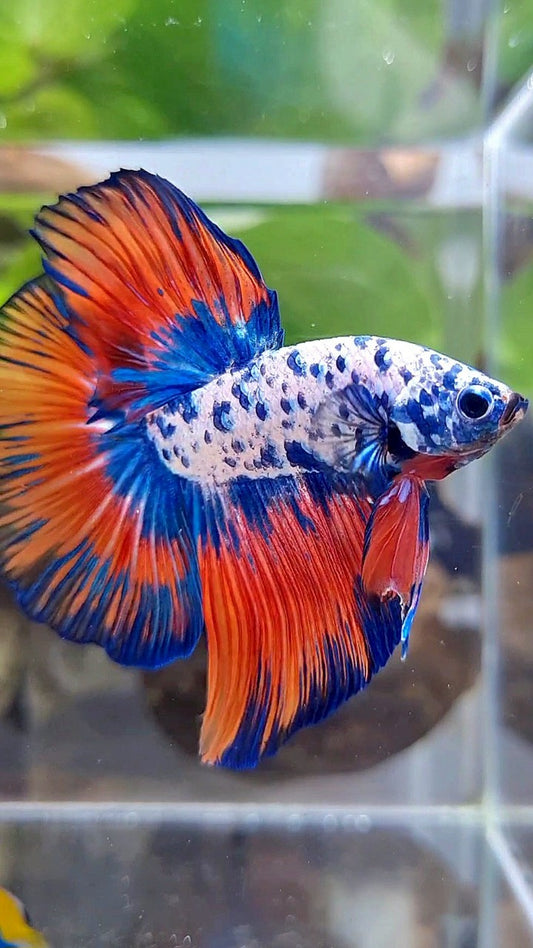 LUXURY HALFMOON ROSETAIL SUPER DOTS BLUE VAMPIRE PATTERN BETTA FISH