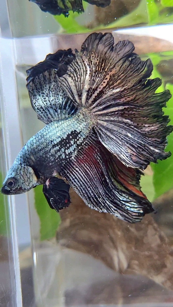 XL HALFMOON ROSETAIL BLACK COPPER SAMURAI BETTA FISH
