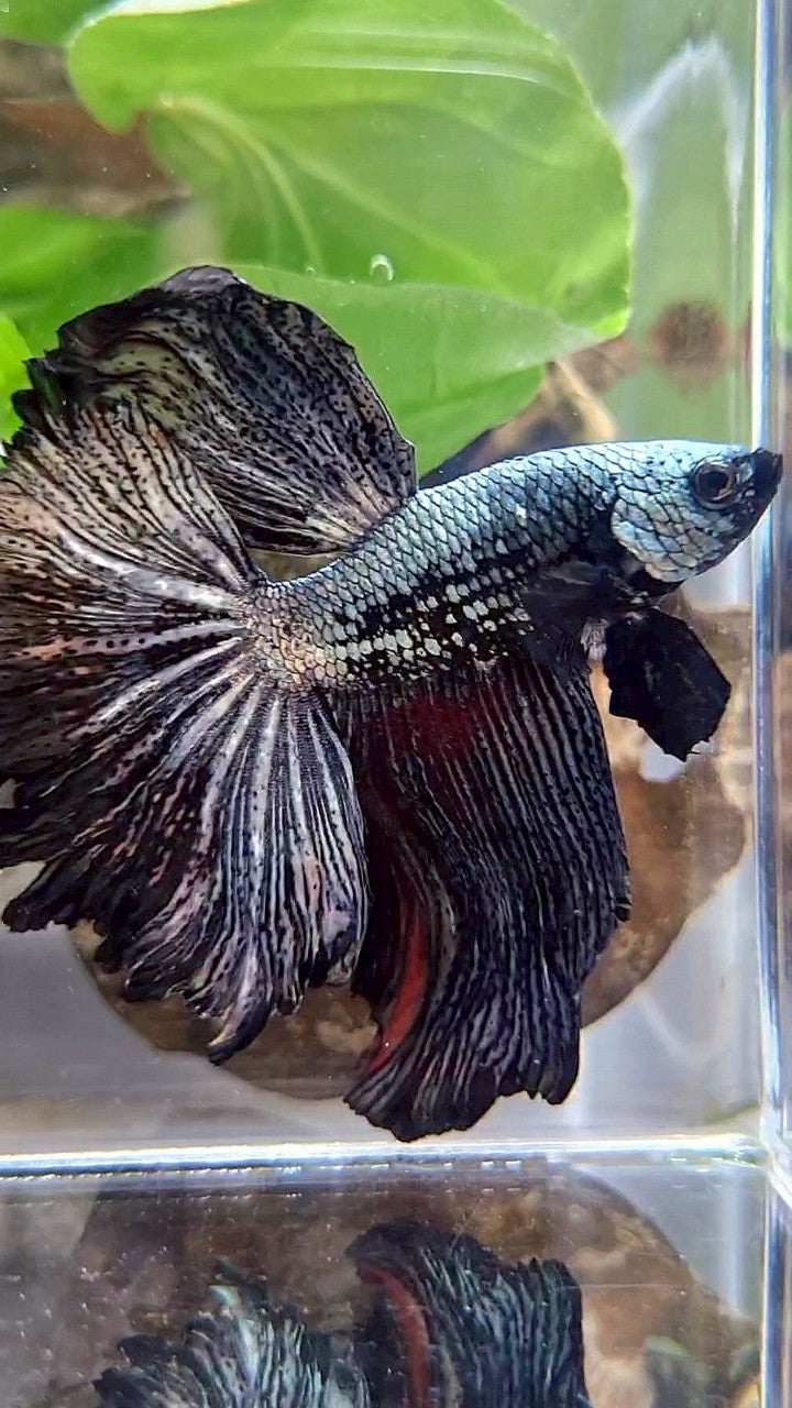 XL HALFMOON ROSETAIL BLACK COPPER SAMURAI BETTA FISH