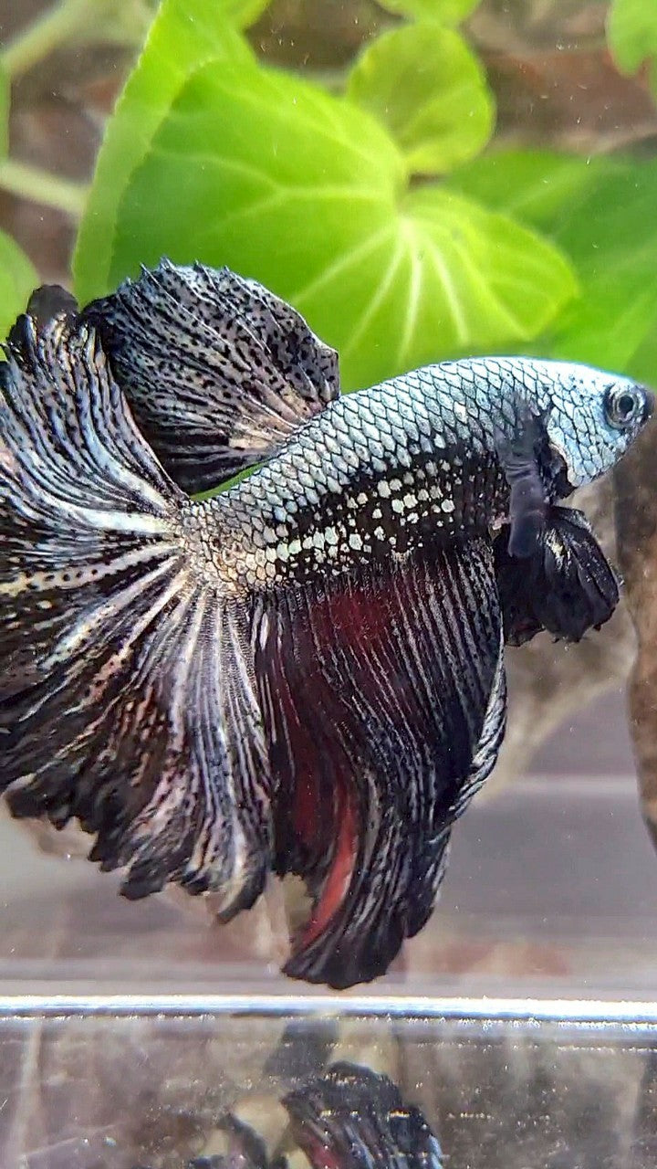 XL HALFMOON ROSETAIL BLACK COPPER SAMURAI BETTA FISH