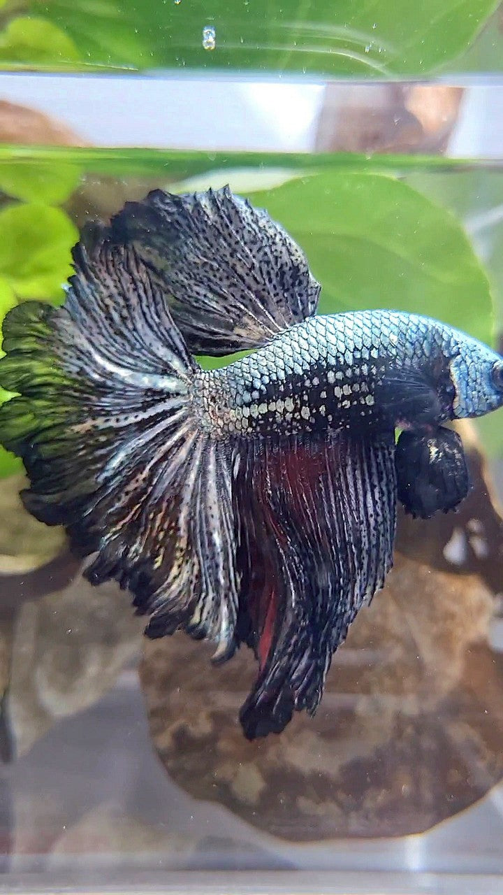 XL HALFMOON ROSETAIL BLACK COPPER SAMURAI BETTA FISH