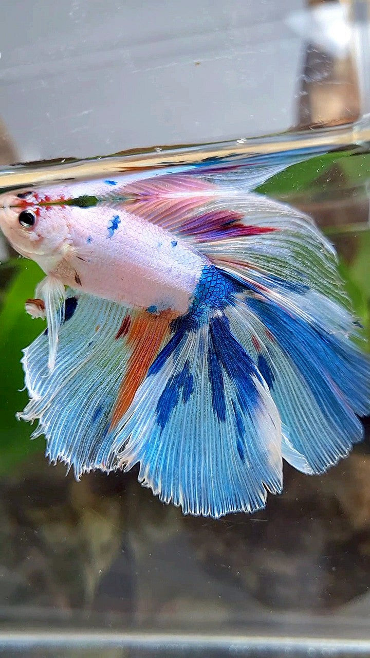 XL HALFMOON DOUBLE TAIL WHITE CANDY MULTICOLOR BETTA FISH