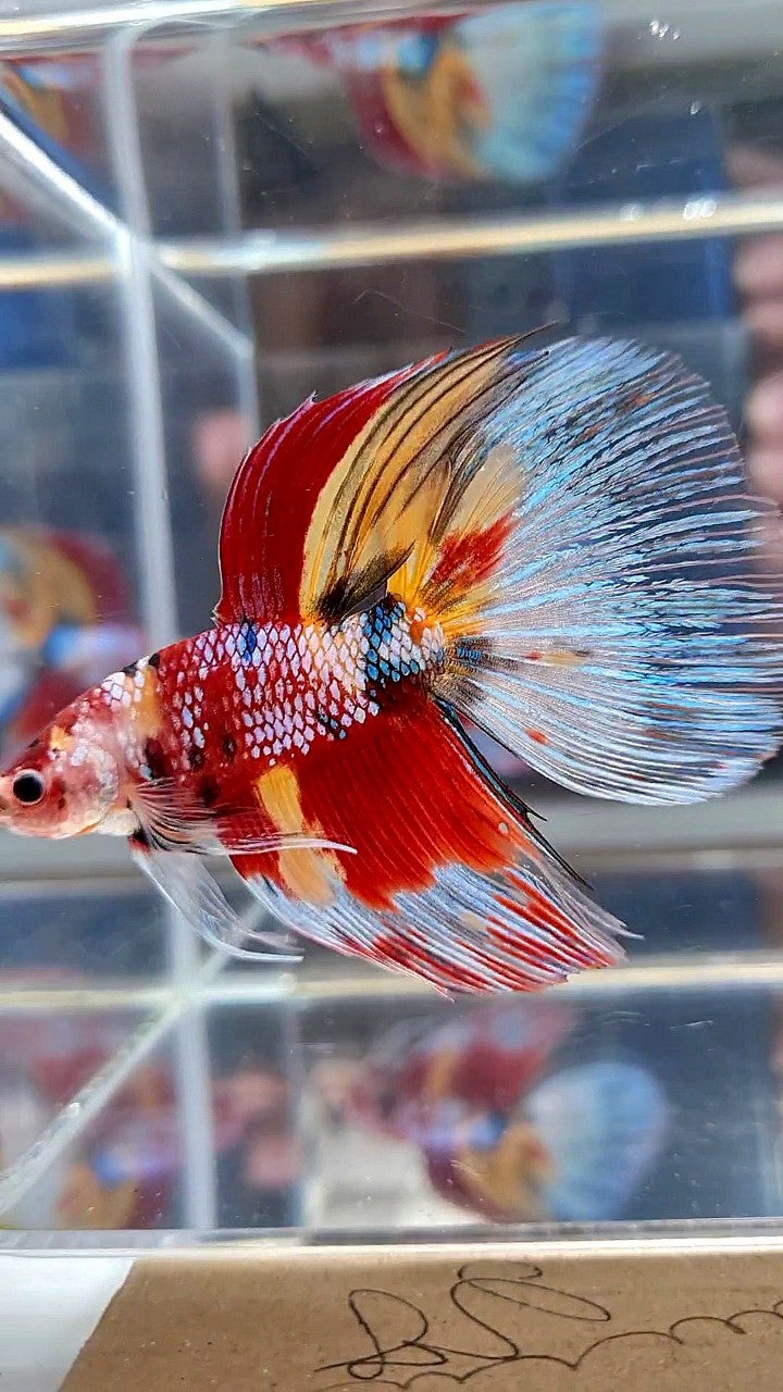 GIANT HALFMOON TOTAL 7,5CM+ SUPER MULTICOLOR METTALIC BETTA FISH