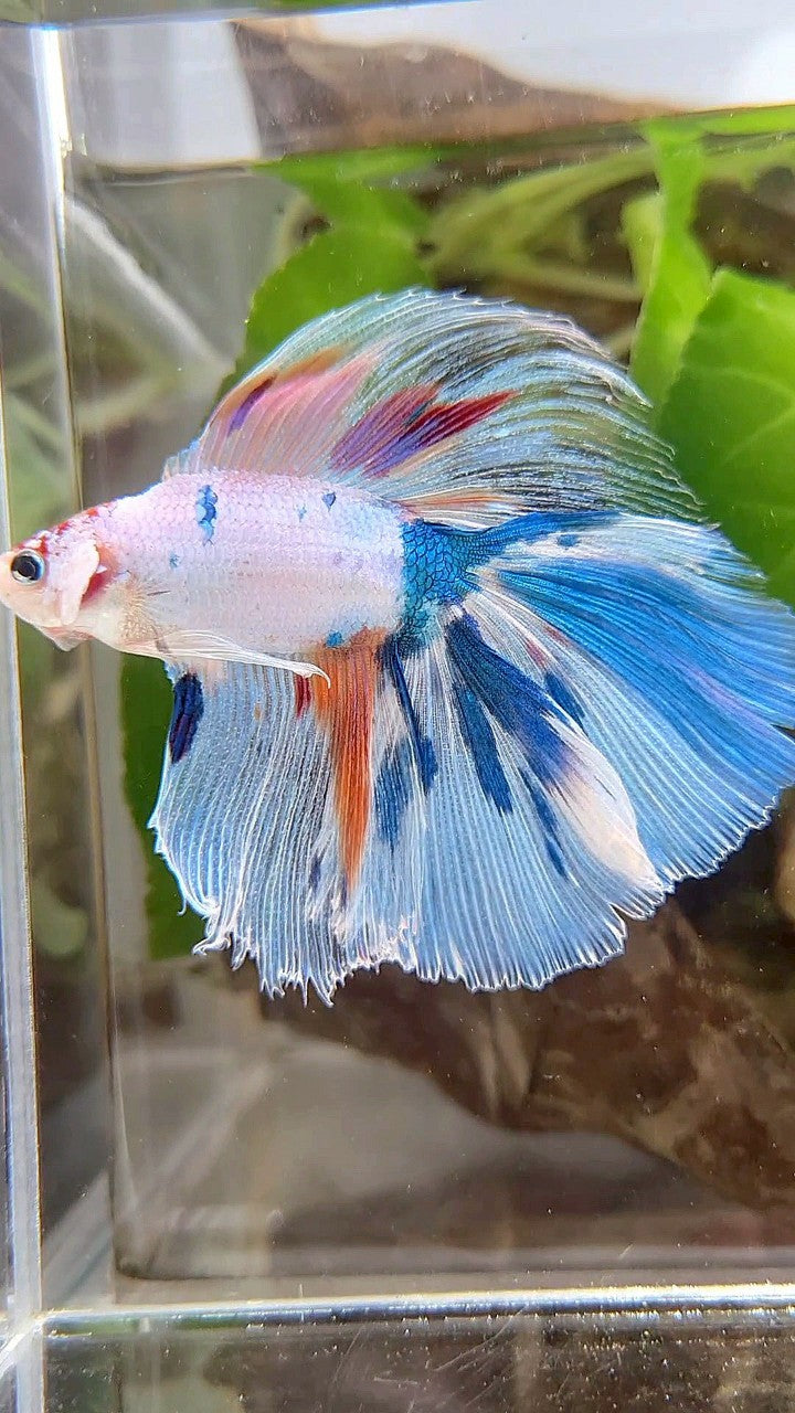 XL HALFMOON DOUBLE TAIL WHITE CANDY MULTICOLOR BETTA FISH