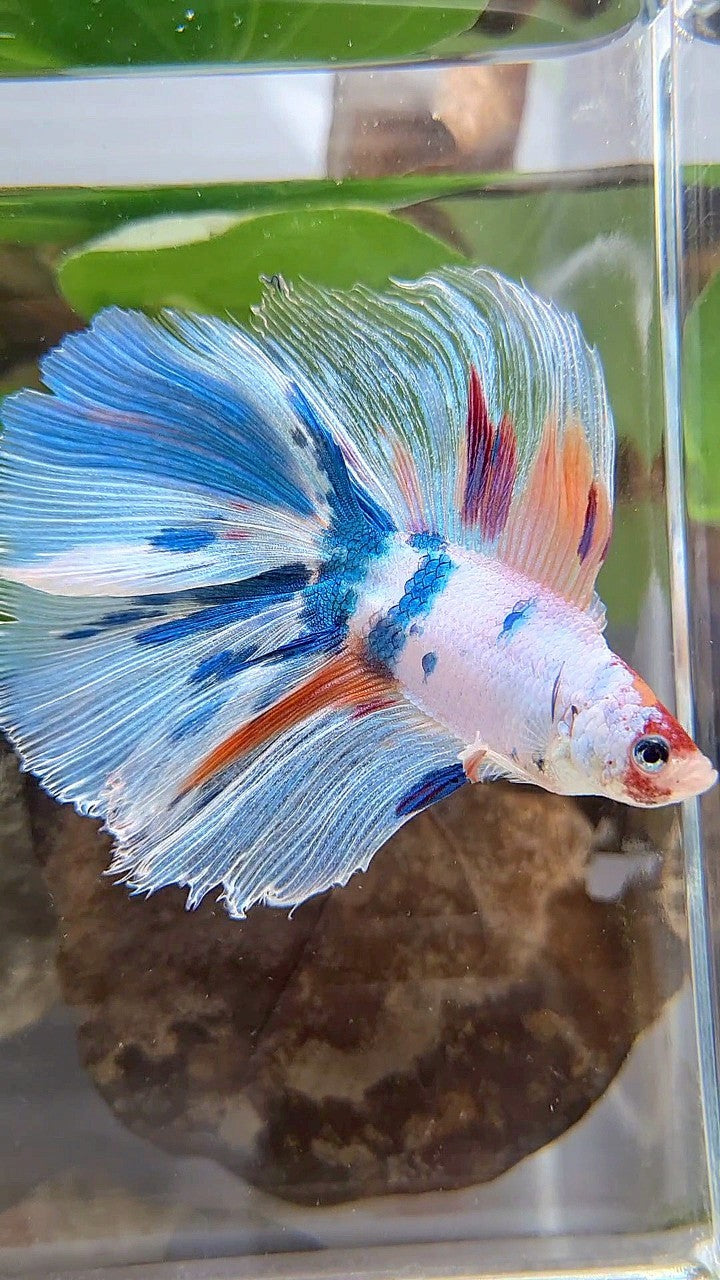 XL HALFMOON DOUBLE TAIL WHITE CANDY MULTICOLOR BETTA FISH