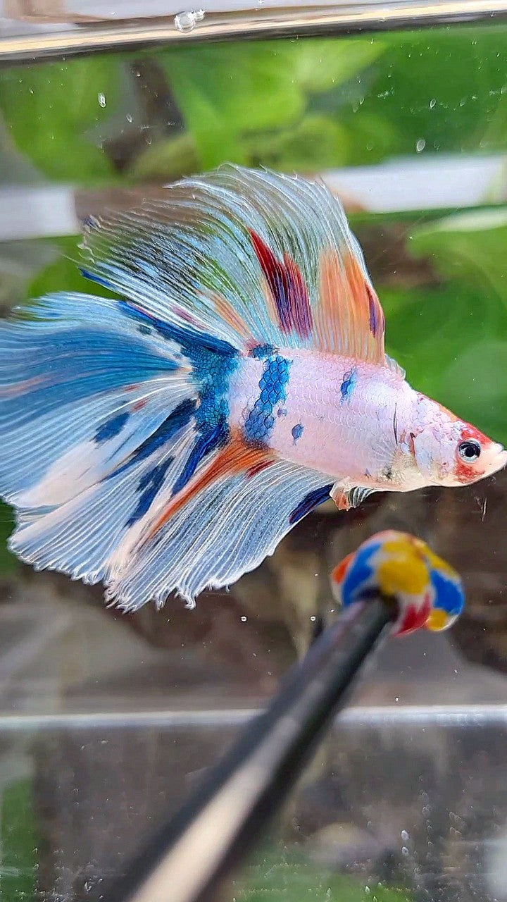 XL HALFMOON DOUBLE TAIL WHITE CANDY MULTICOLOR BETTA FISH