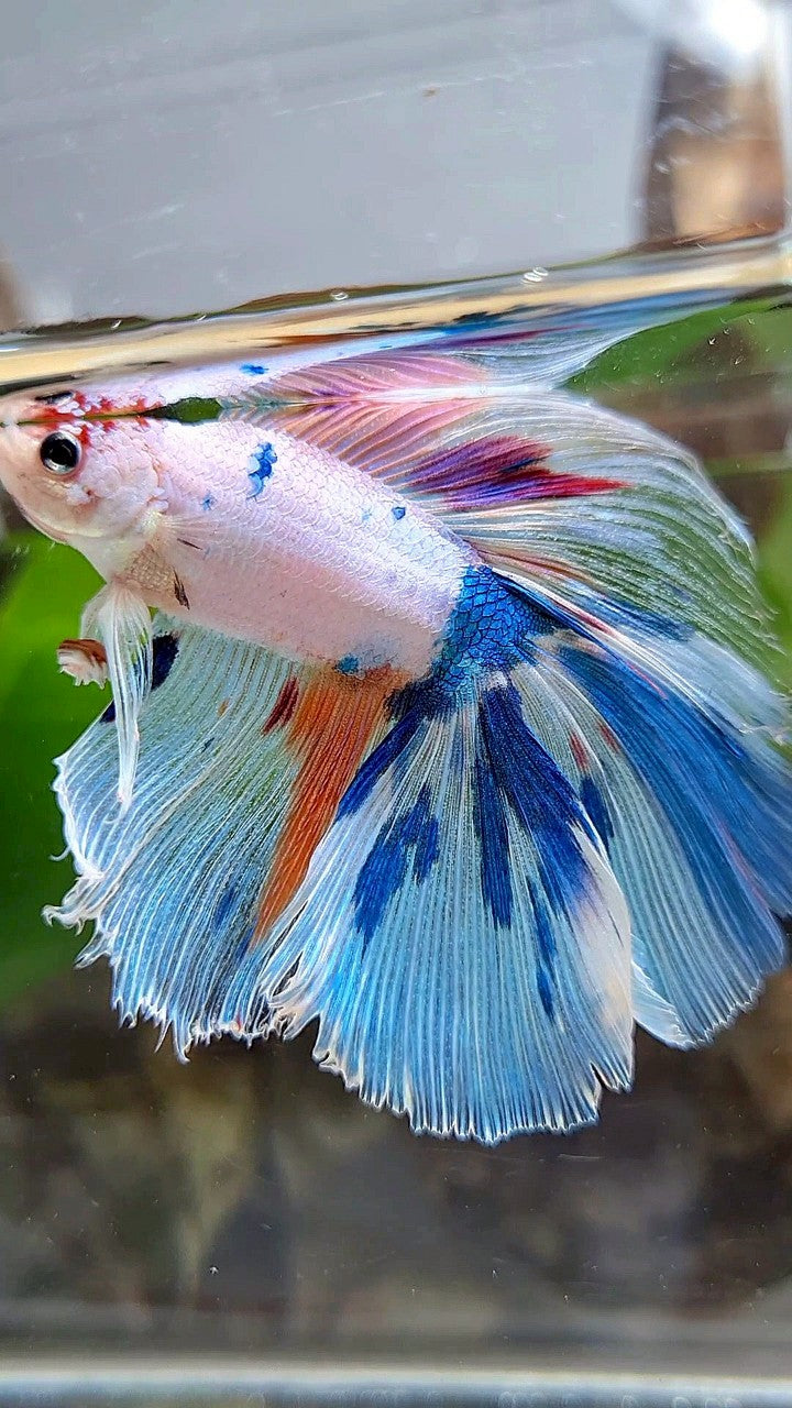 XL HALFMOON DOUBLE TAIL WHITE CANDY MULTICOLOR BETTA FISH