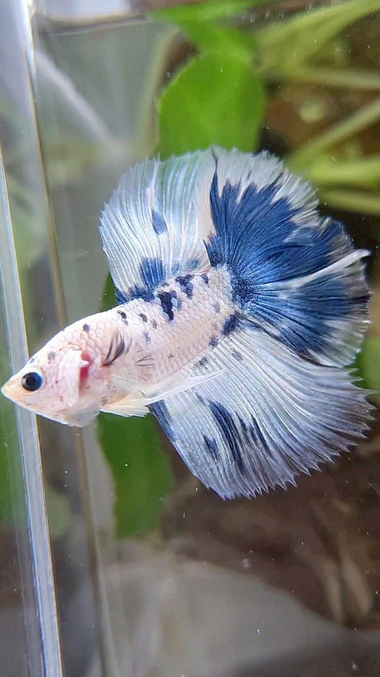HALFMOON DOUBLE TAIL WHITE BLUE DOTS MARBLE BETTA FISH
