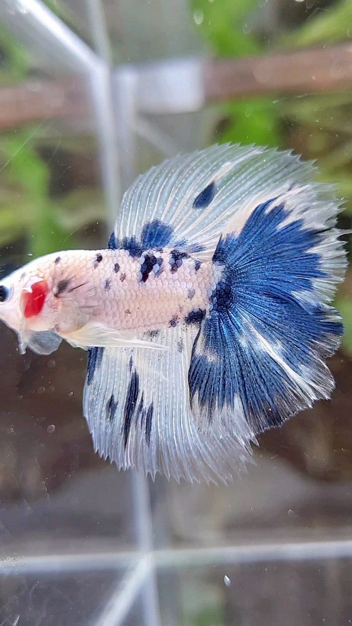 HALFMOON DOUBLE TAIL WHITE BLUE DOTS MARBLE BETTA FISH