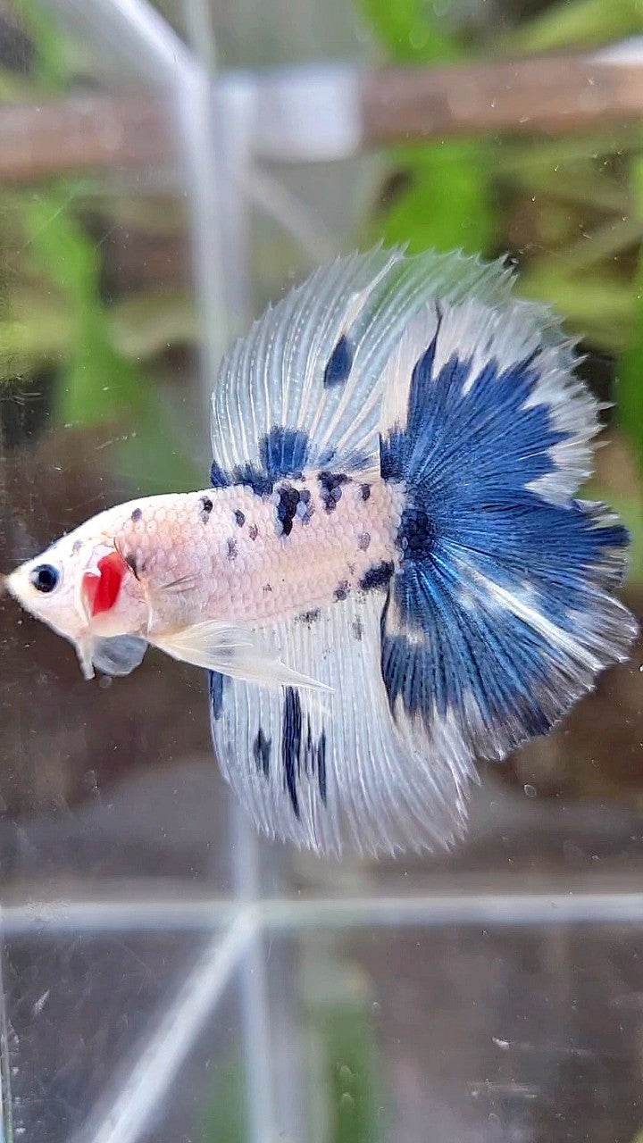 HALFMOON DOUBLE TAIL WHITE BLUE DOTS MARBLE BETTA FISH